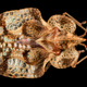 Illustration for article titled Macrophotographs of insects to melt your face